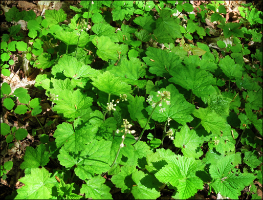 Adirondack Wildflowers: Foamflower in bloom at the Paul Smiths VIC